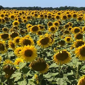 Meet your Posher, Valerie